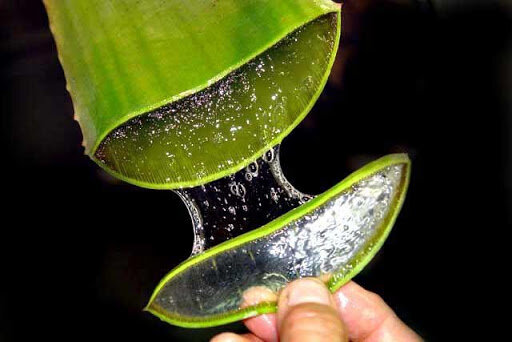 Aloe Vera:For Hair&nbsp;Treatment