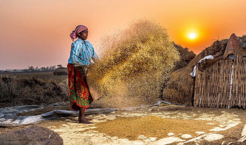 Women strength: winnowing 300 Kgs a day for $ 10, yet able to own a&nbsp;house!
