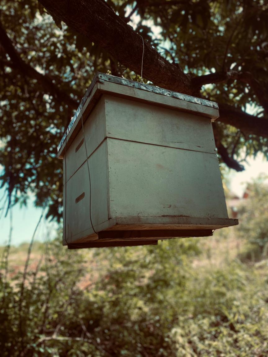 Buzzing Towards Change: Inside Tanzania’s Innovative Bee Farming&nbsp;Initiative